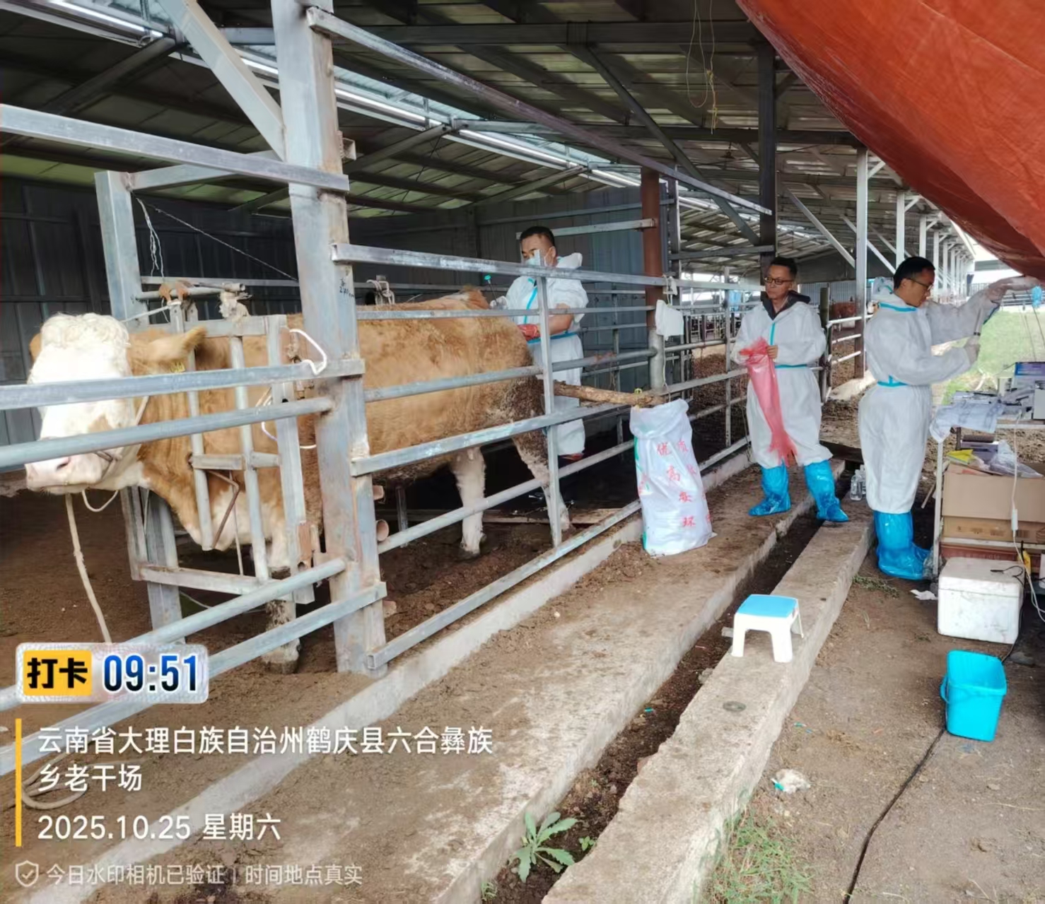 sunbet官网种畜技术研发中心赴大理鹤庆开展华西牛育种工作